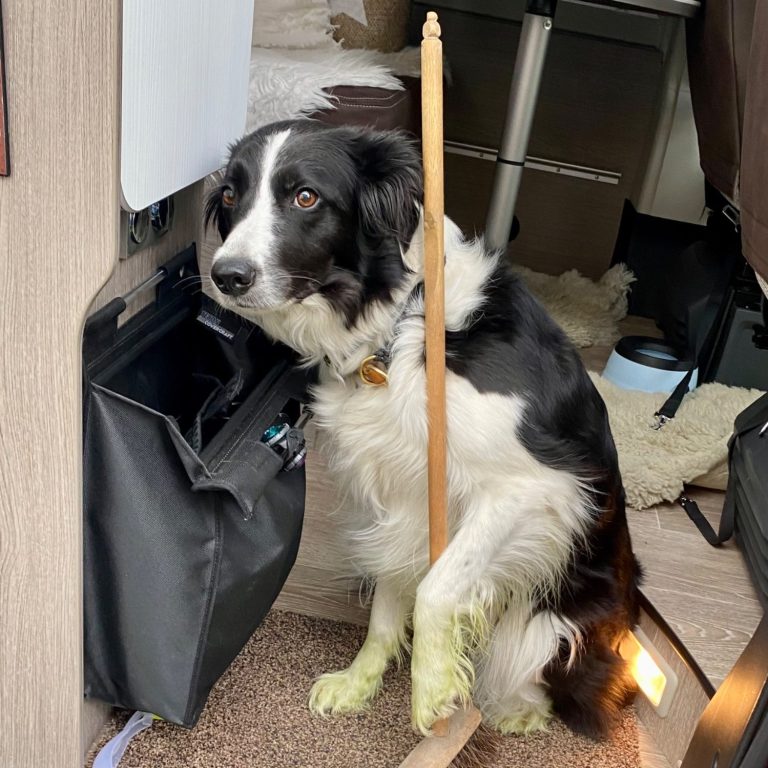 Hundetrainerin bei Kleiner Wolfsblick in Kerpen