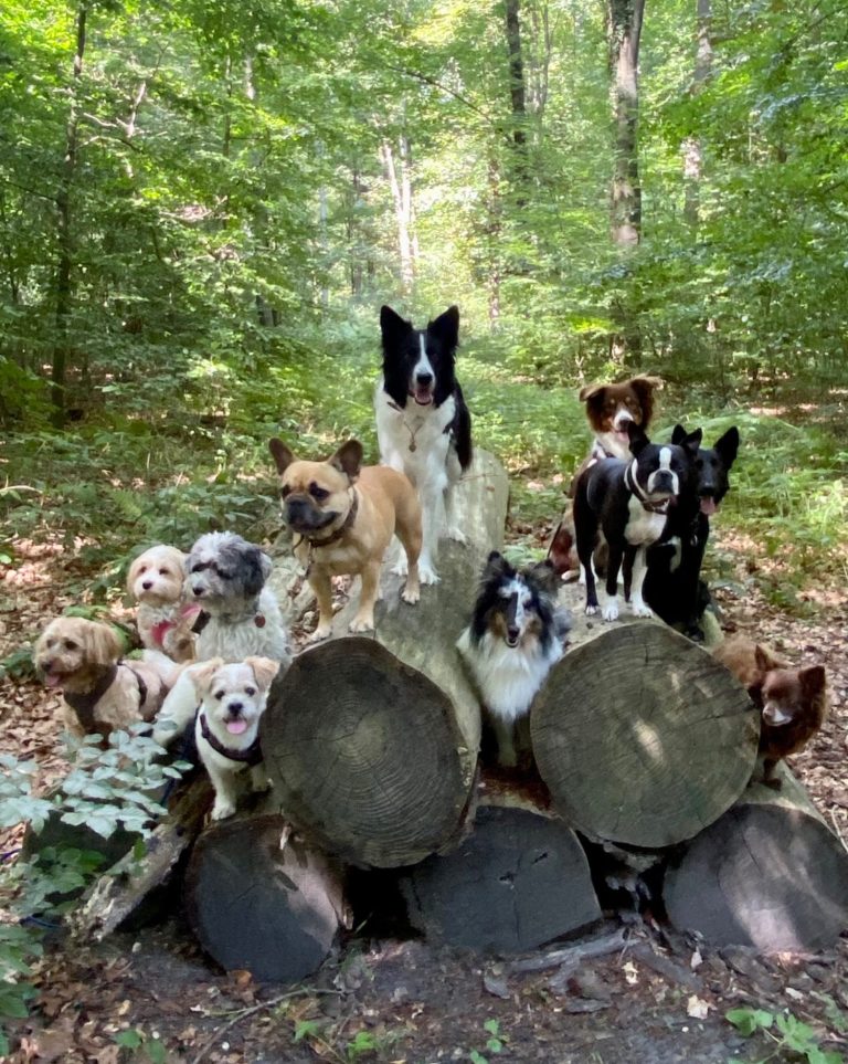 Hundeschule bei Kleiner Wolfsblick in Kerpen